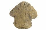 Fossil Dinosaur (Triceratops) Ungual - Wyoming #379712-1